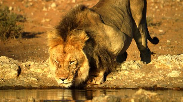 istock Lions African Wildlife Animals in grass 1226951737