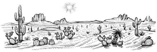 illustrazioni stock, clip art, cartoni animati e icone di tendenza di paesaggio panoramico del deserto, illustrazione vettoriale. arizona linea schizzo con cactus e rocce. - sud ovest