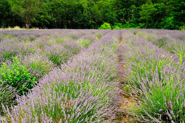 istock A lavender field in Provence 1226951852