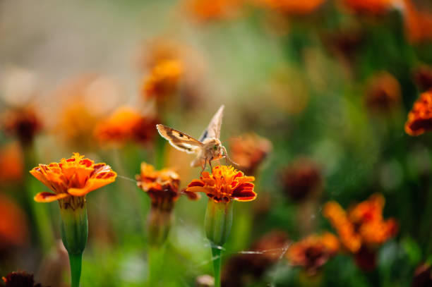 White moth is sitting on a flower of a Tagetes.