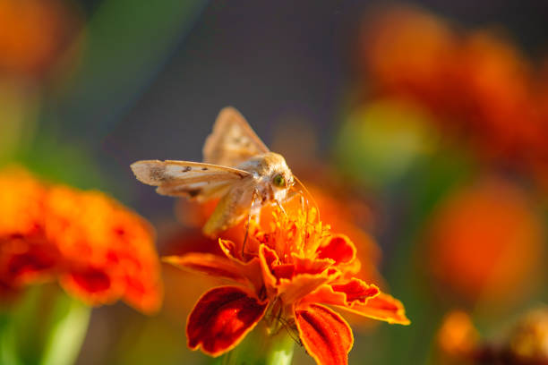 White moth is sitting on a flower of a Tagetes.