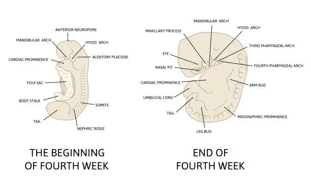 Vector illustration of Stages in development of human embryo during the period of early organogenesis. The fourth week og pregnancy.