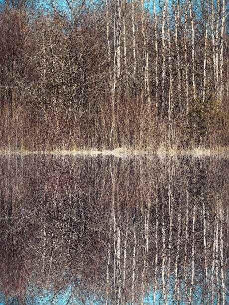 spring forest reflected in water - wakening imagens e fotografias de stock