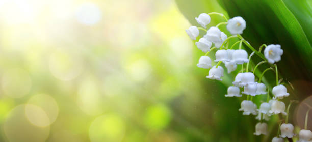 istock art abstract spring background with fresh white flowers 1226952350