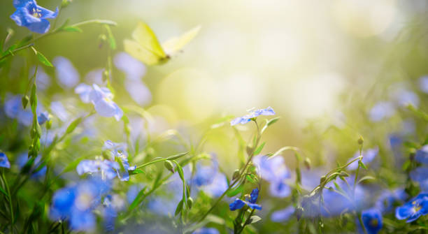 istock art abstract spring background or summer background with fresh flowers 1226952439