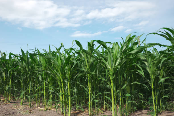 istock Rows of corn in a home garden. 1226952476