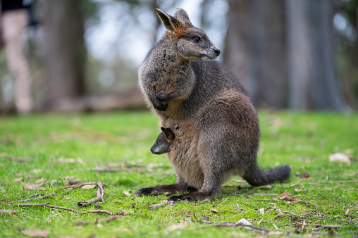 Australian Swamp Wallaby (or Black Wallaby) with a joey (baby) in its pouch
