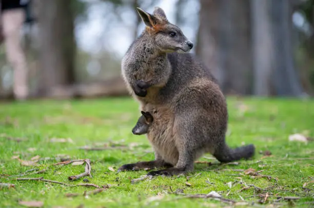 Photo of Swamp Wallaby with Joey