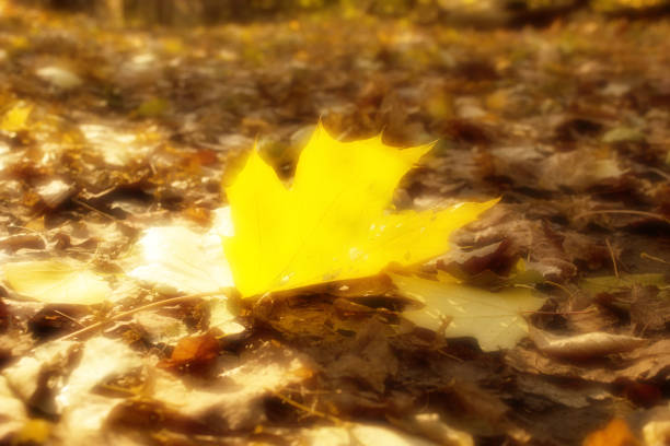 Autumn golden leaves. Blurred background