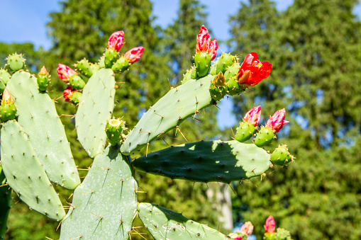 Opuntia ficus-indica with red flowers