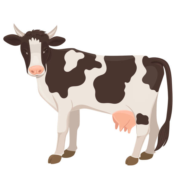 Cow isolated on a white background. Vector graphics. Cow isolated on a white background. Vector graphics. cow clipart stock illustrations