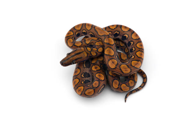 istock The rainbow boa, snake isolated on white background 1226953983