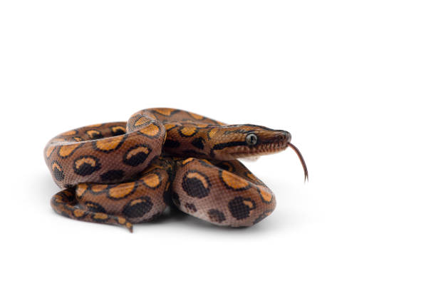 The rainbow boa, snake isolated on white background The rainbow boa, snake isolated on white background boa stock pictures, royalty-free photos & images