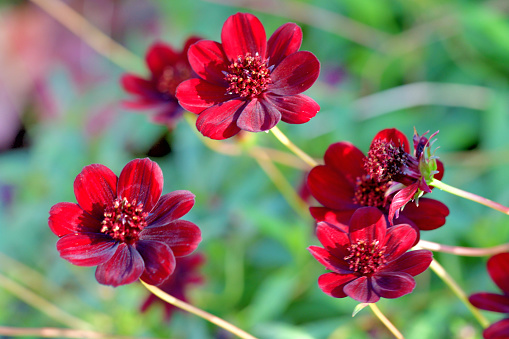 Cosmos atrosanguineus, commonly called chocolate cosmos, is a tuberous-rooted perennial that features brownish-red (or dark purple) flowers with a chocolate scent atop slender stems from summer to autumn. It is also commonly called black cosmos.