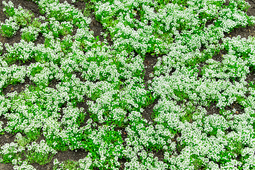 spring time flower bed decorative white flowers blossom season scenic view bright day time nature background