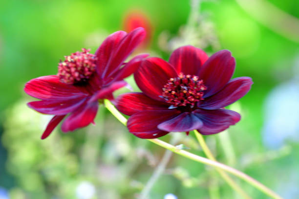 Cosmos atrosanguineus, commonly called chocolate cosmos, is a tuberous-rooted perennial that features brownish-red (or dark purple) flowers with a chocolate scent atop slender stems from summer to autumn. It is also commonly called black cosmos.