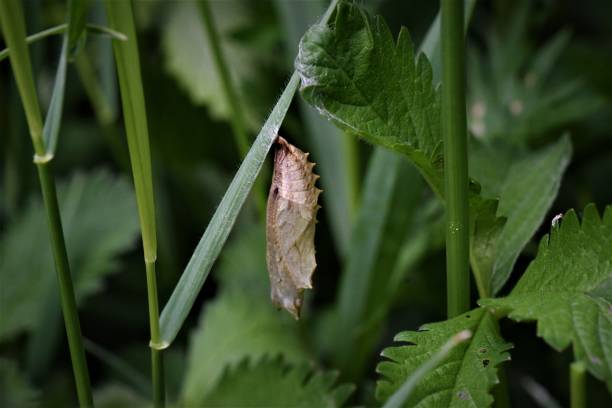 小亀甲のクリサリス - small tortoiseshell butterfly ストックフォトと画像