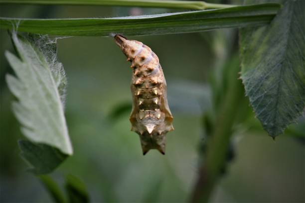 小亀甲のクリサリス - small tortoiseshell butterfly ストックフォトと画像