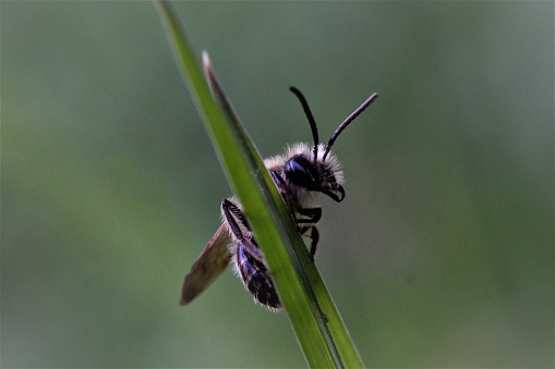 Eucera longicornis