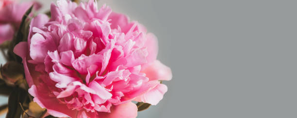istock Beautiful peonies on color background, flat lay with space for text 1226955342