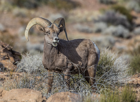 large adult desert bighorn sheep