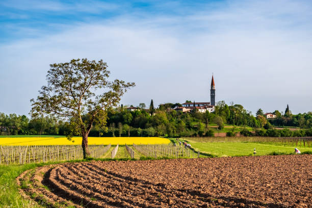 istock Colza fields and vineyards in the Italian countryside 1226956749