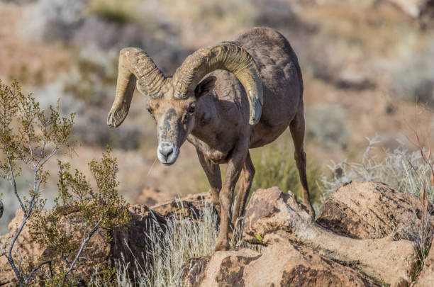 istock Bighorn Desert Sheep 1226956891
