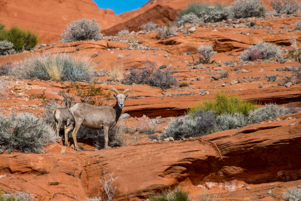 istock Bighorn Desert Sheep 1226956896