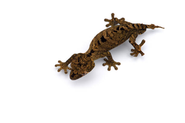 istock Mossy Leaf-tailed Gecko top view isolated on white bacground 1226956931