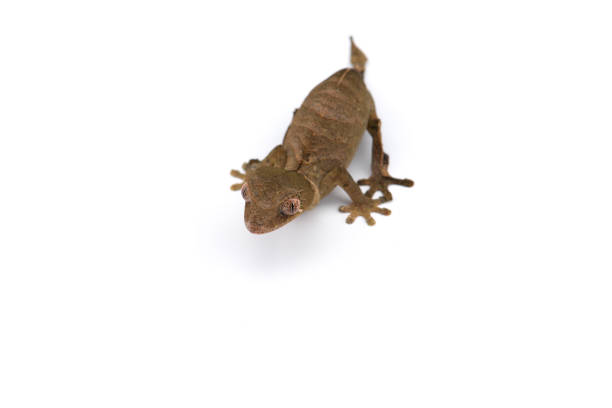 istock Mossy Leaf-tailed Gecko top view isolated on white bacground 1226956932