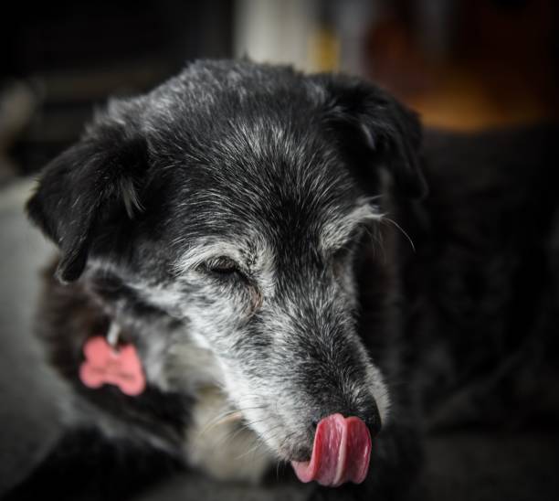 An old mongrel dog licks his face with his long tongue
