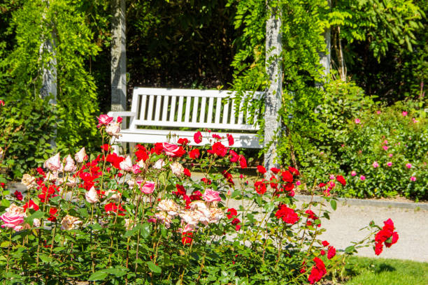 Comfortable bench in the rose garden