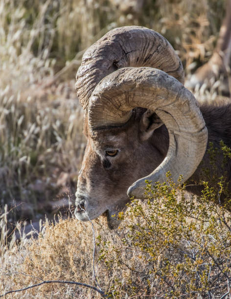istock Bighorn Desert Sheep 1226958060