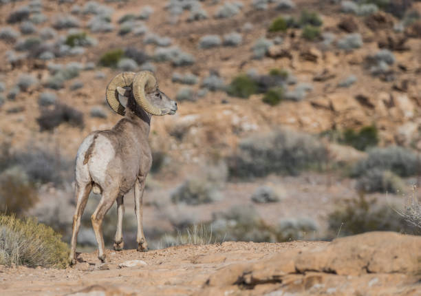 desert bighorn sheep in red sandstone rocks
