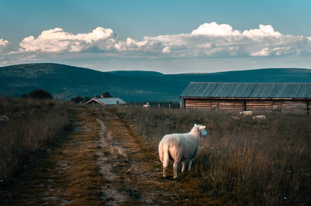 istock lamb standing on a rural road 1226960385