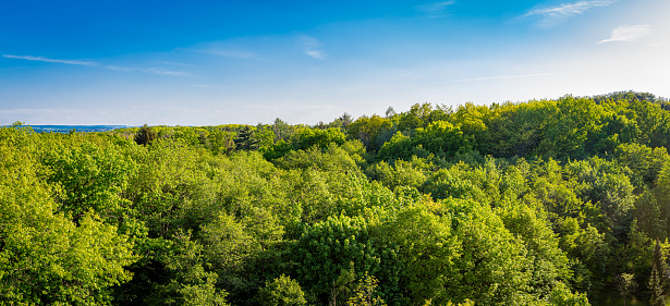 Panorama of a forest landscape from the top tree level looking to the mountain horizon in the background during a spring season afternoon.