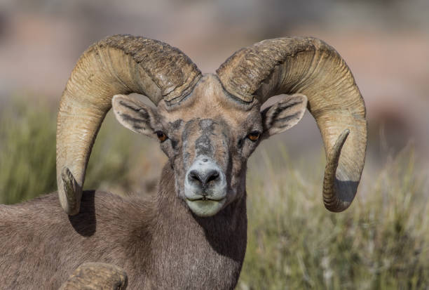 istock Bighorn Desert Sheep 1226960678
