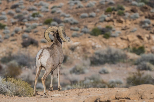 istock Adult desert bighorn sheep 1226961674