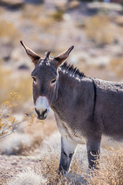 istock wild burro in desert 1226961853