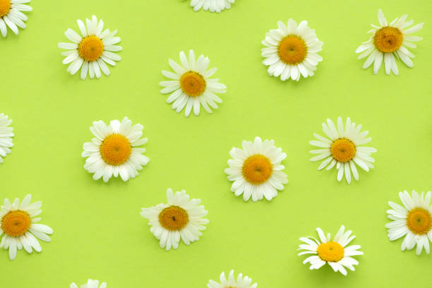 istock Daisy pattern. Summer chamomile flowers on green background. Flat lay. Top view. 1226962119