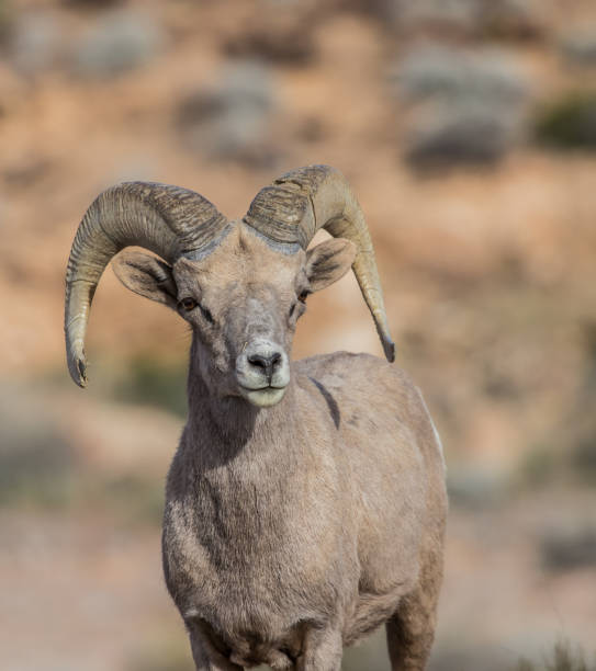 istock Adult desert bighorn sheep 1226962391
