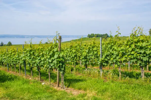 Vineyard with a view of Lake Constance