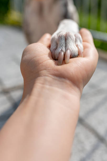 istock Friendship, affection, trust, dog paw is in a human hand, 1226962557