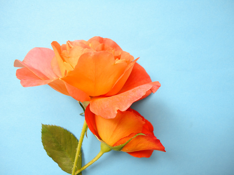 orange color rose in summer