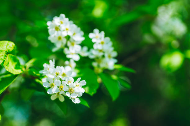 Blooming bird cherry tree in the garden. Selective focus.