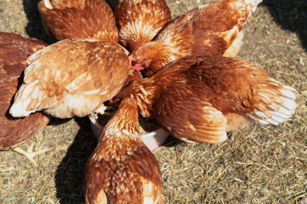 istock Several brown hens gathered in circle in yard 1226964854