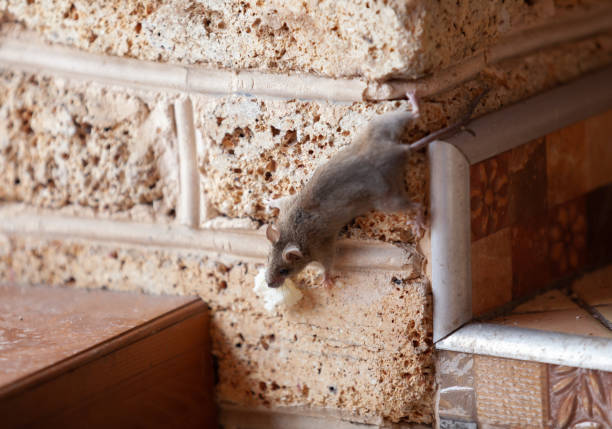 istock Little gray mouse crawls on a brick wall 1226965094
