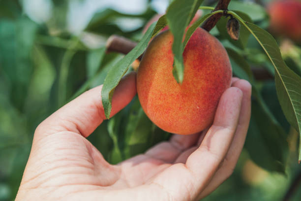 istock Hand rips a ripe peach from a branch 1226965167