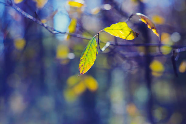 istock Bright yellow leaves of beech on a blurred background 1226965552
