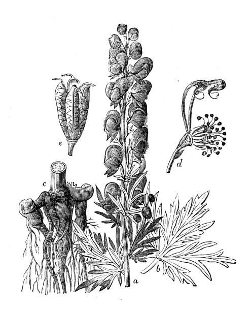 illustrations, cliparts, dessins animés et icônes de illustration antique, botanique : napellus aconitum (capuchon de moine, aconite, wolfsbane) - monkhood